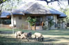 Bonamanzi Game Reserve
