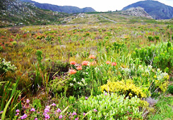 Conference Venues Cape Town