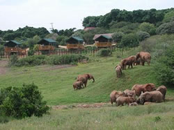 Addo Elephant Park