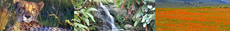 south africa fauna flora